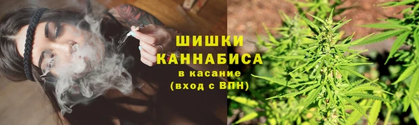 прущие грибы Аркадак